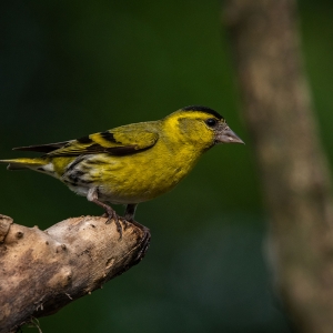 Redwell   15 06 2020   D500   Les 283.jpg